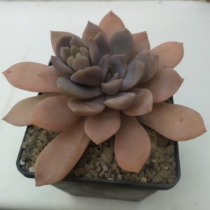 Echeveria hybr. carnicolor x lauii