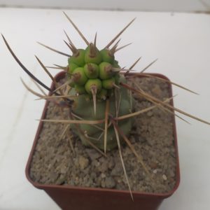 Tephrocactus alexanderi