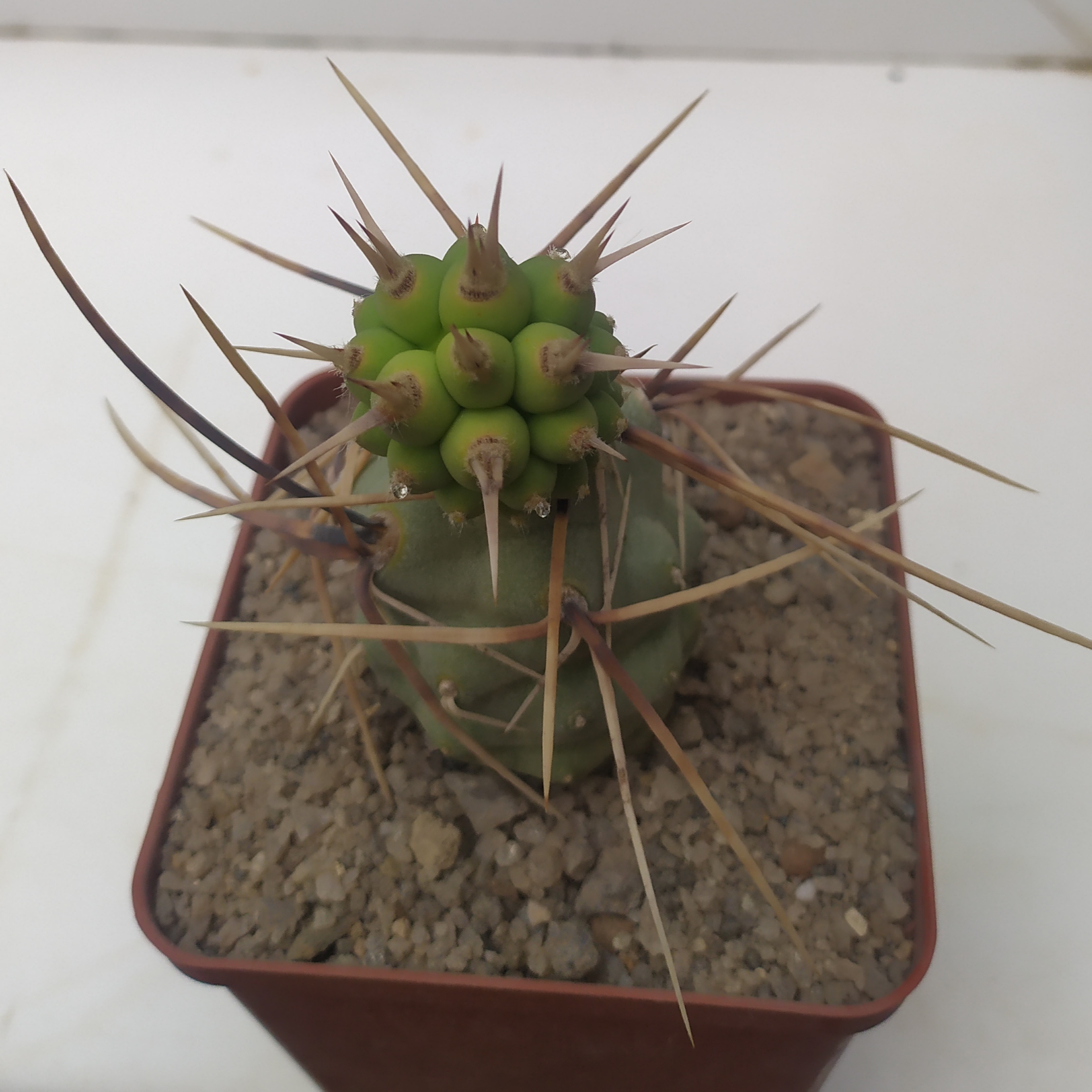 Tephrocactus alexanderi