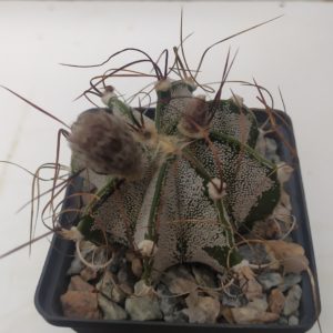 Astrophytum capricorne