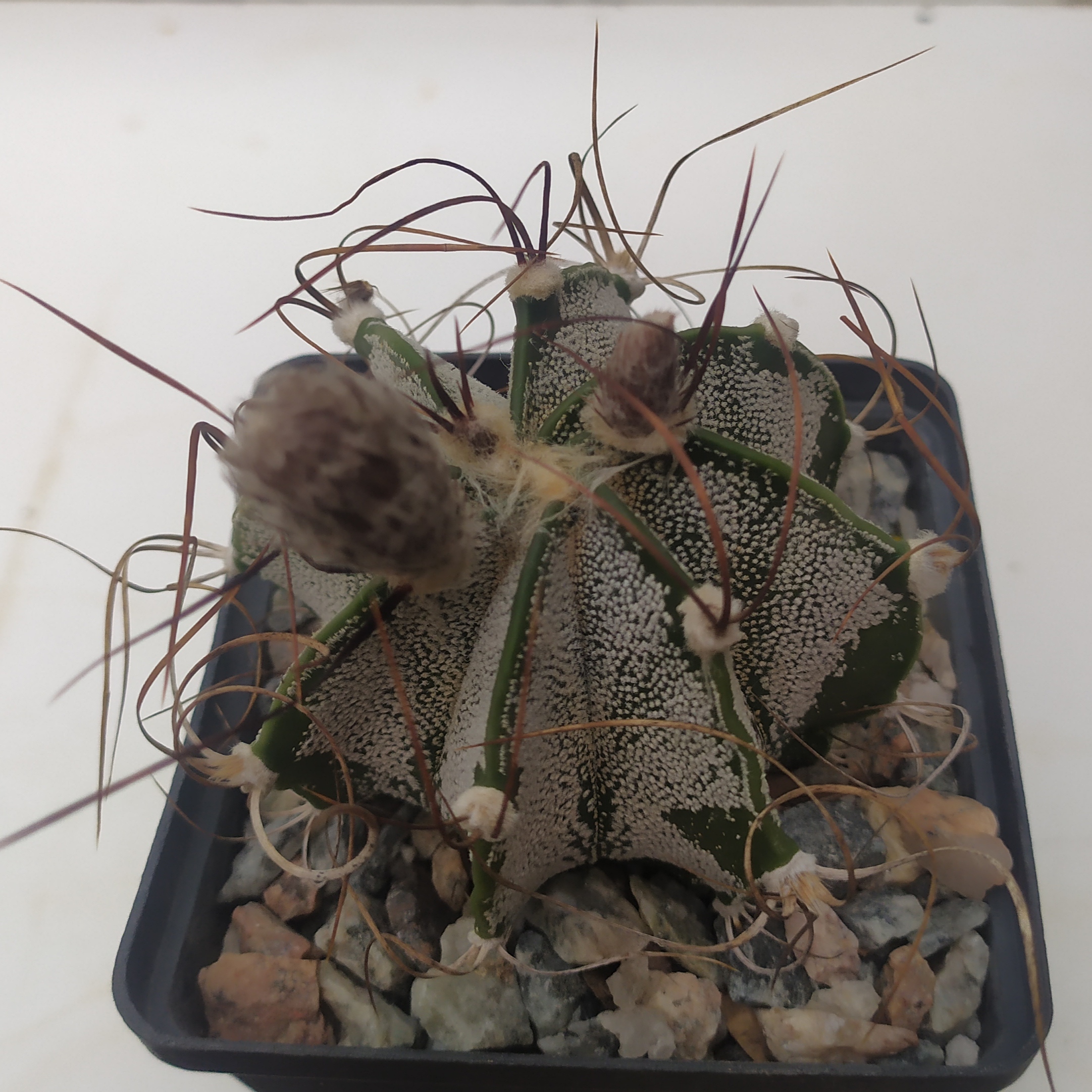 Astrophytum capricorne