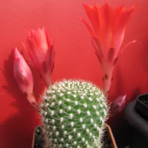 Rebutia   krainziana