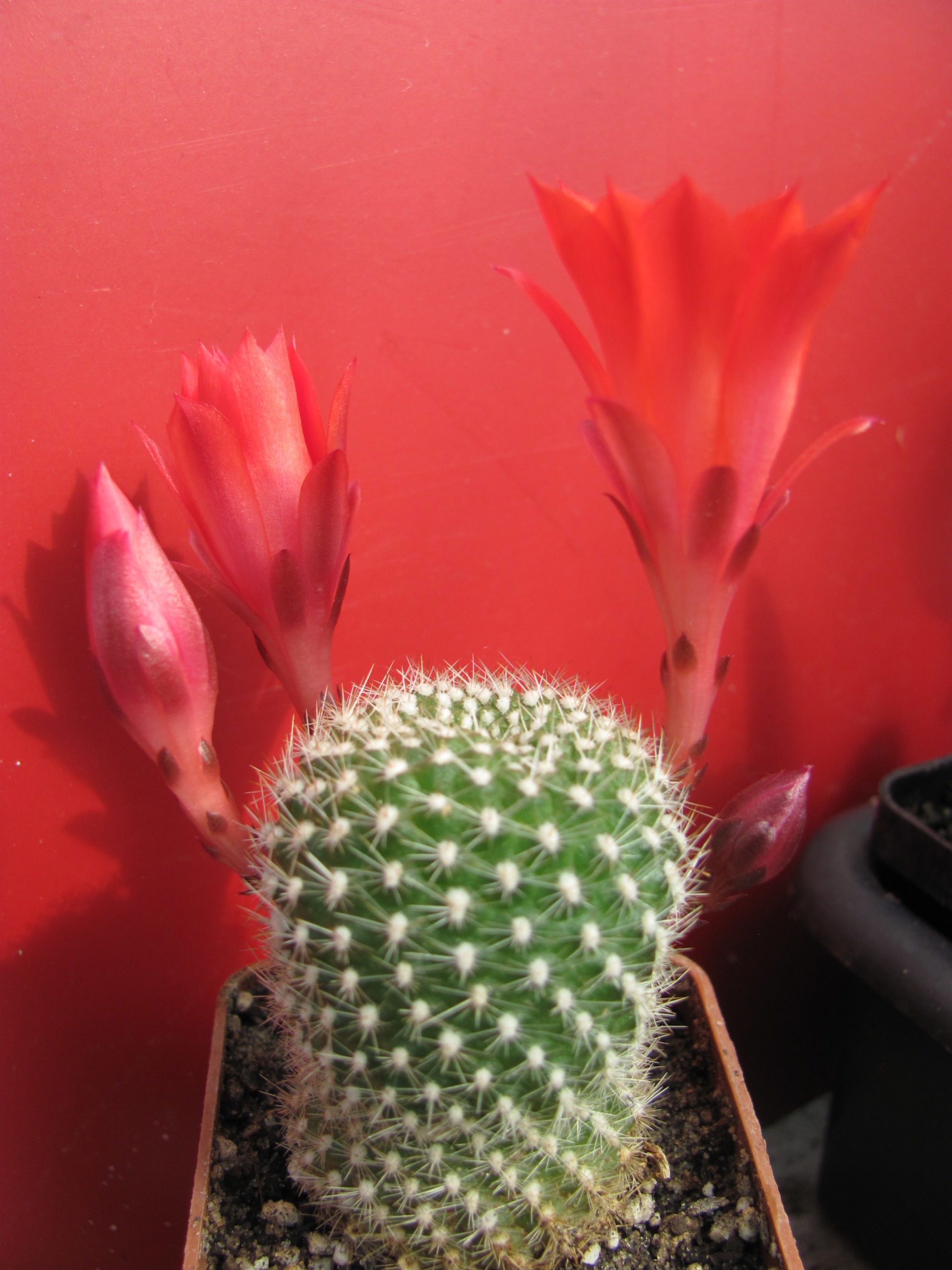 Rebutia krainziana