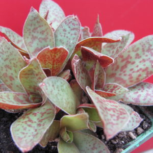 Crassula   alba