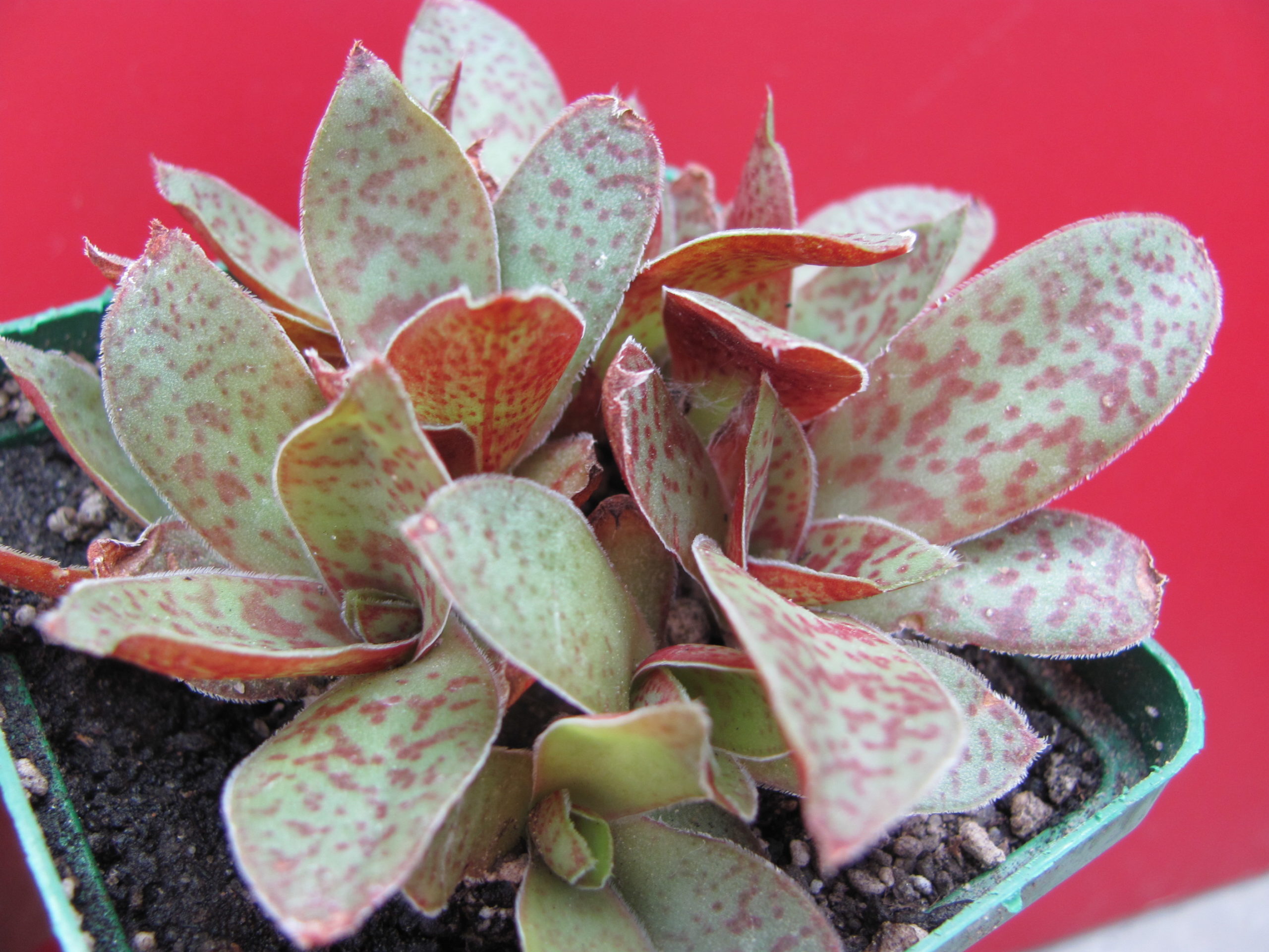 Crassula alba