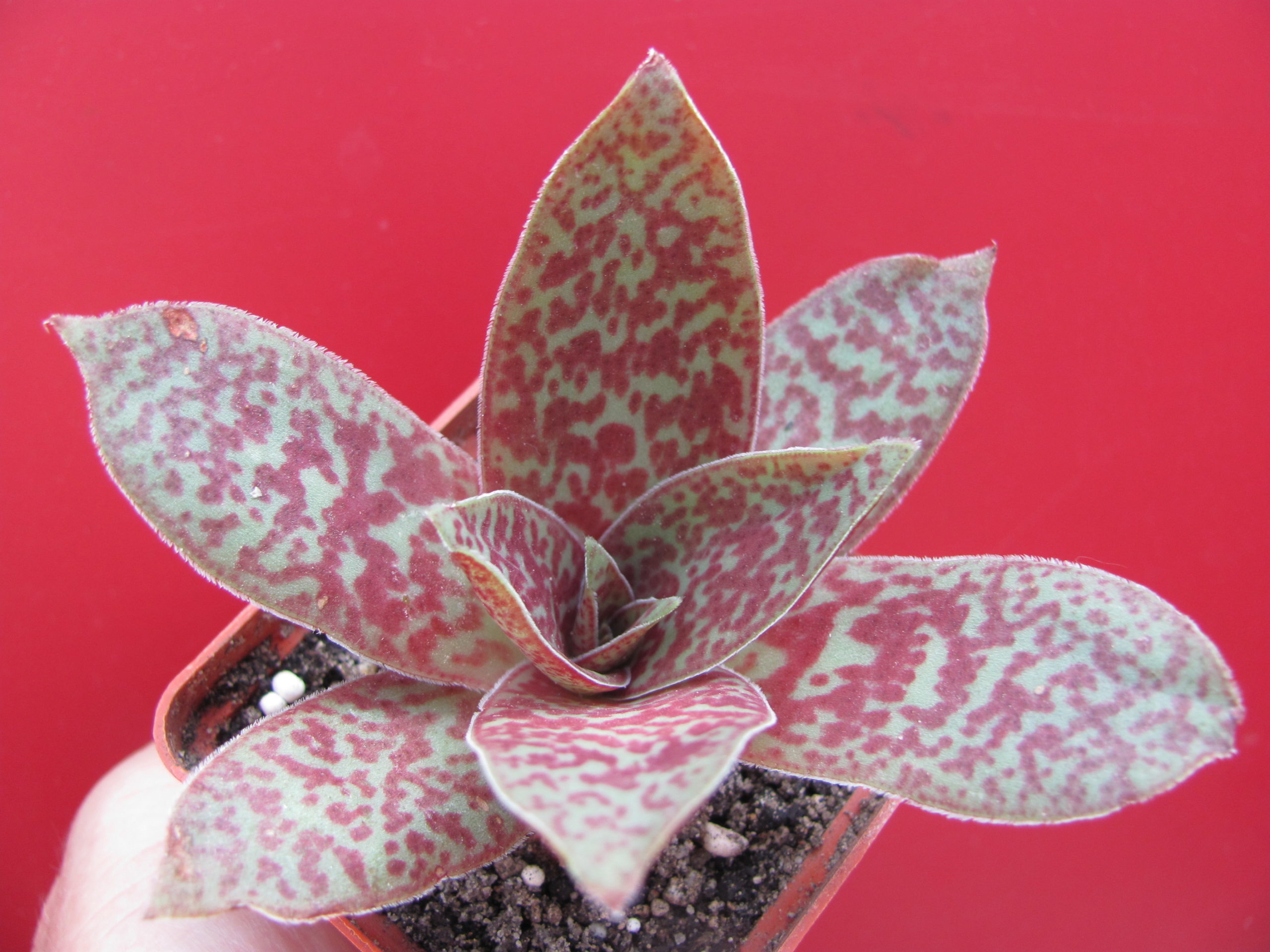 Crassula alba