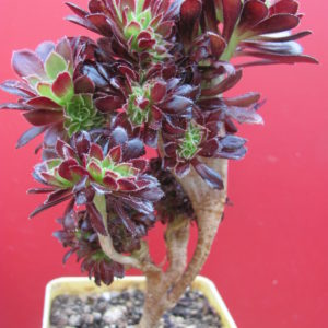 Aeonium   cristata