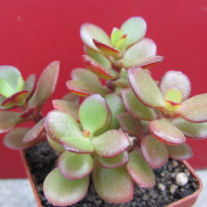 Crassula   ovata  minor