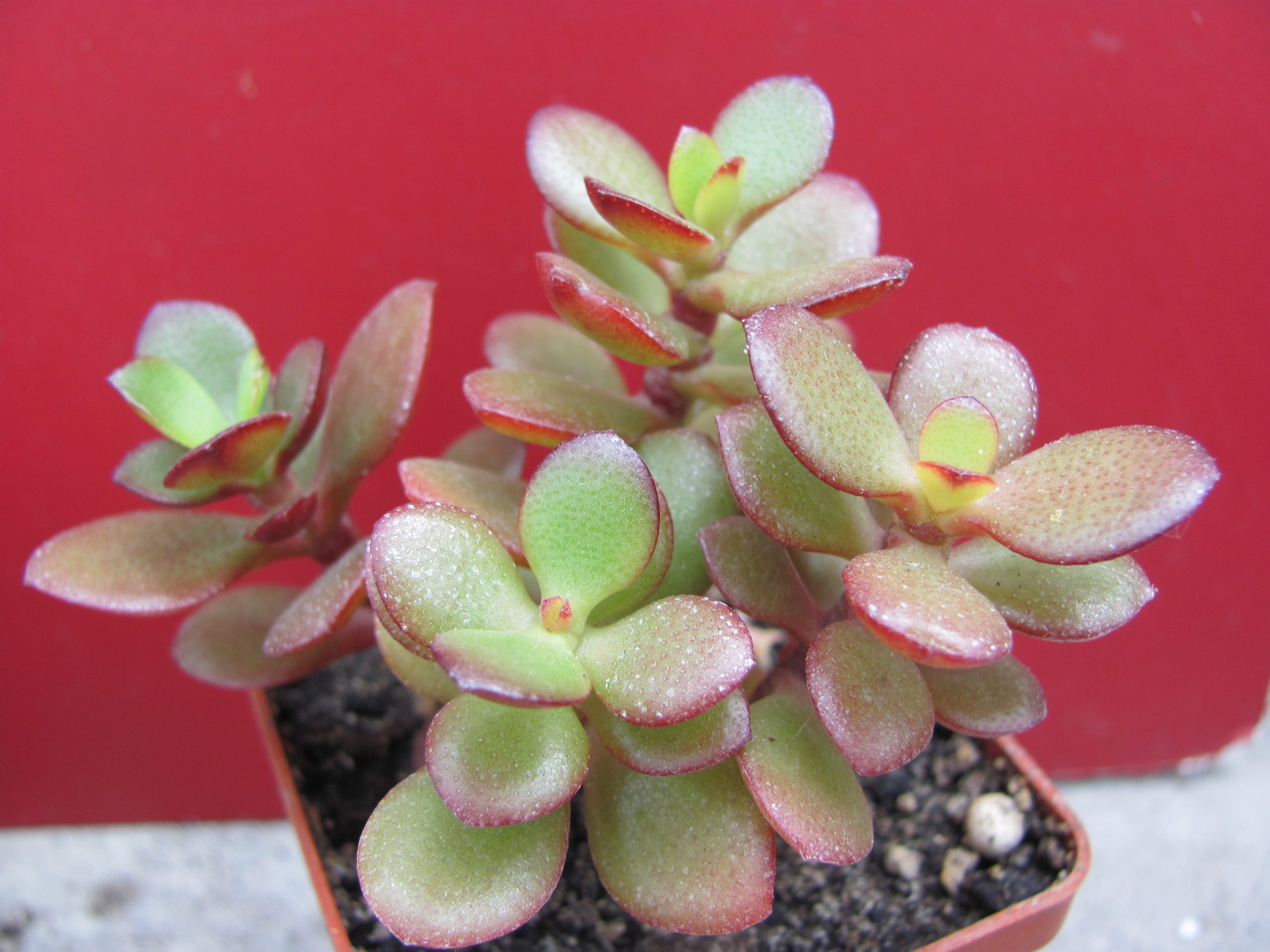 Crassula ovata minor