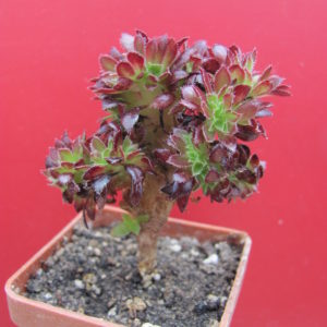 Aeonium  cristata