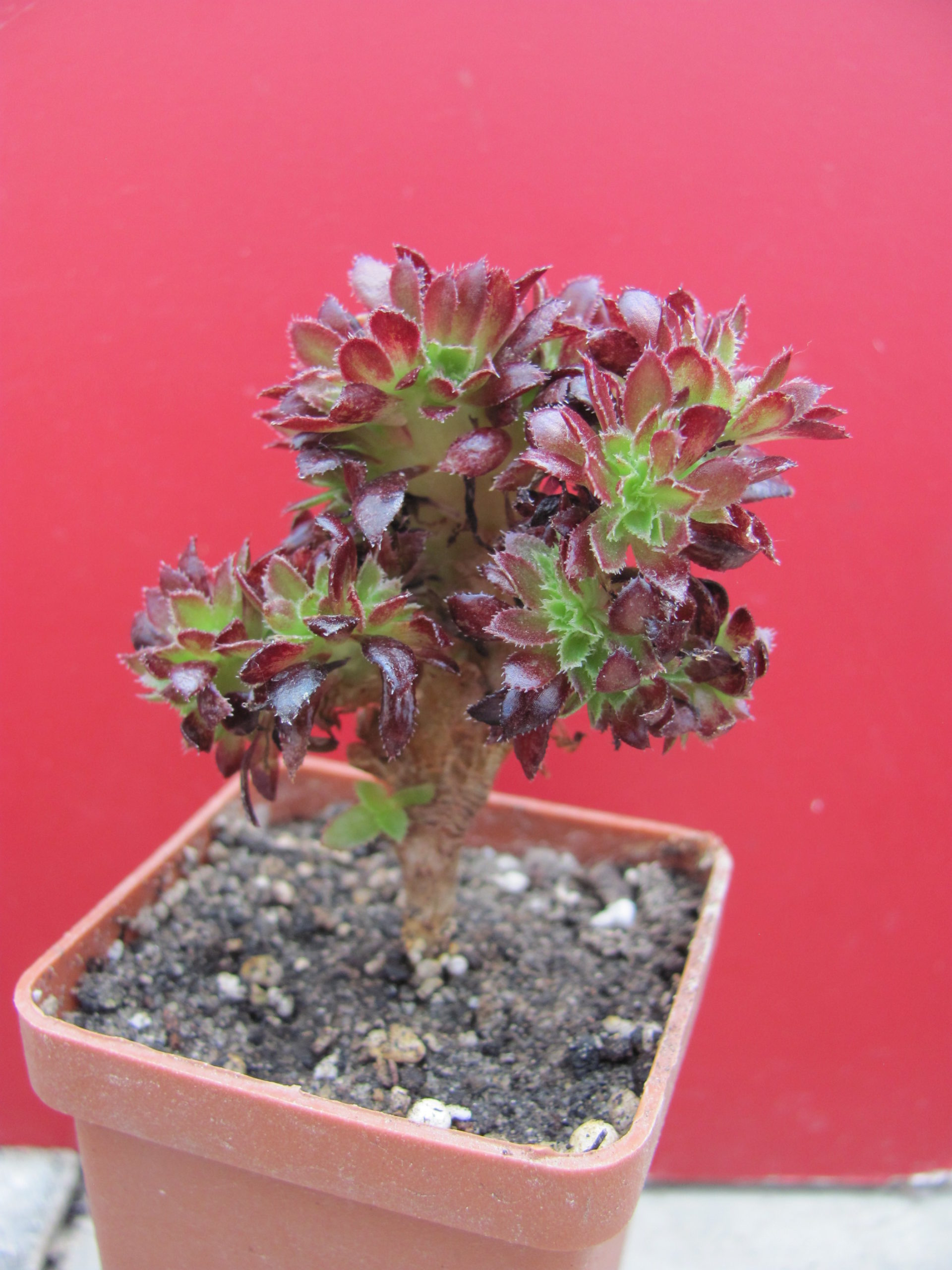 Aeonium  cristata