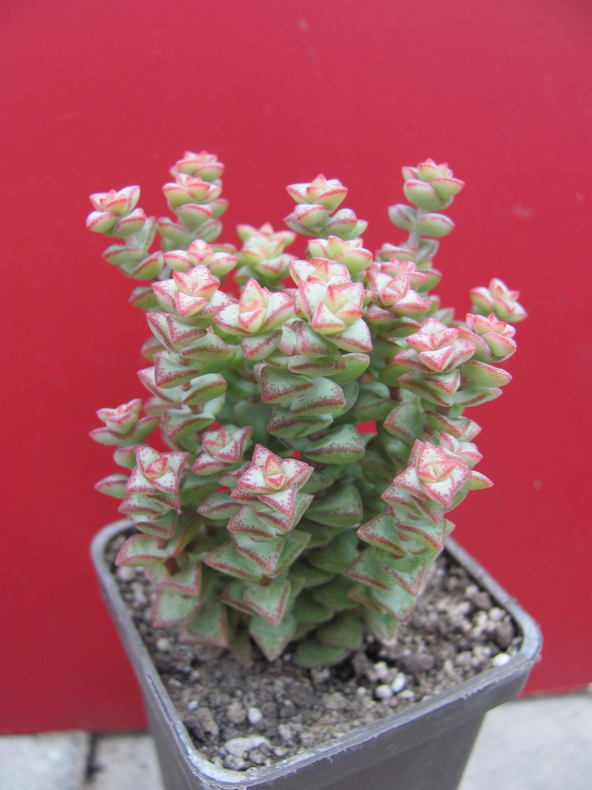Crassula rupestris