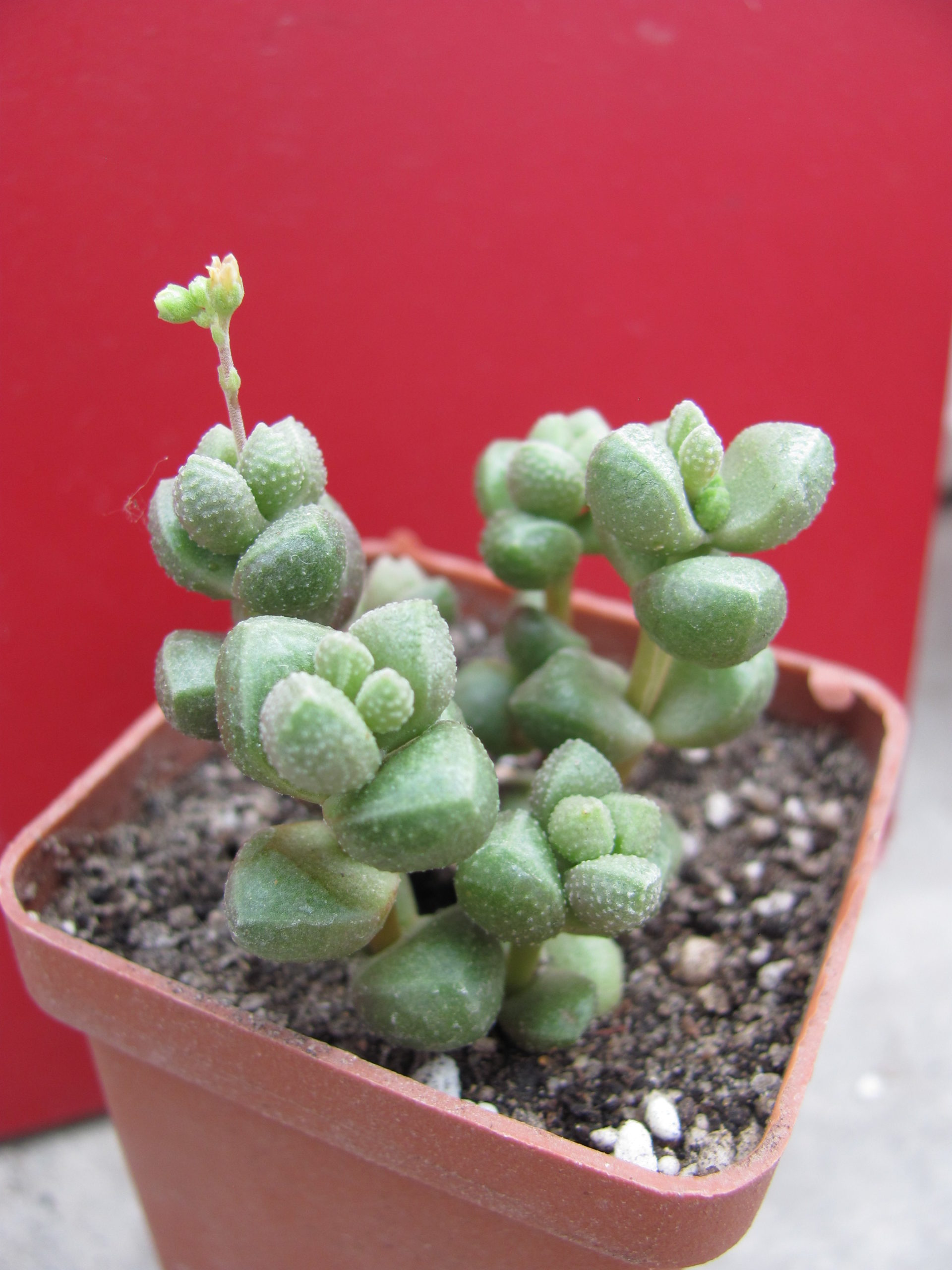 Crassula elegans