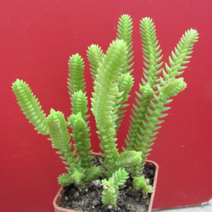 Crassula   purpusii