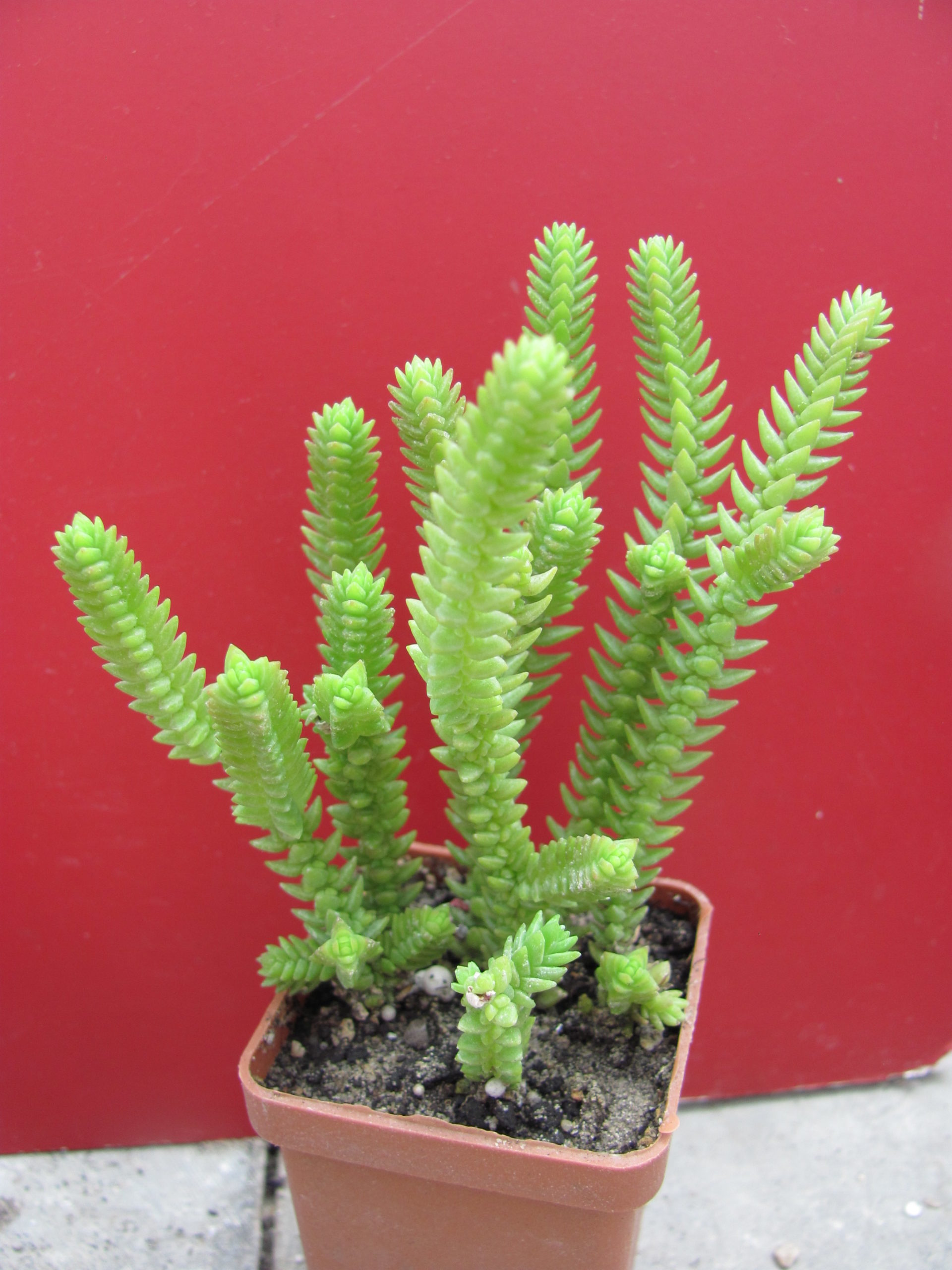 Crassula purpusii