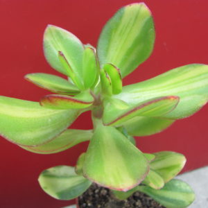 Crassula  Solana