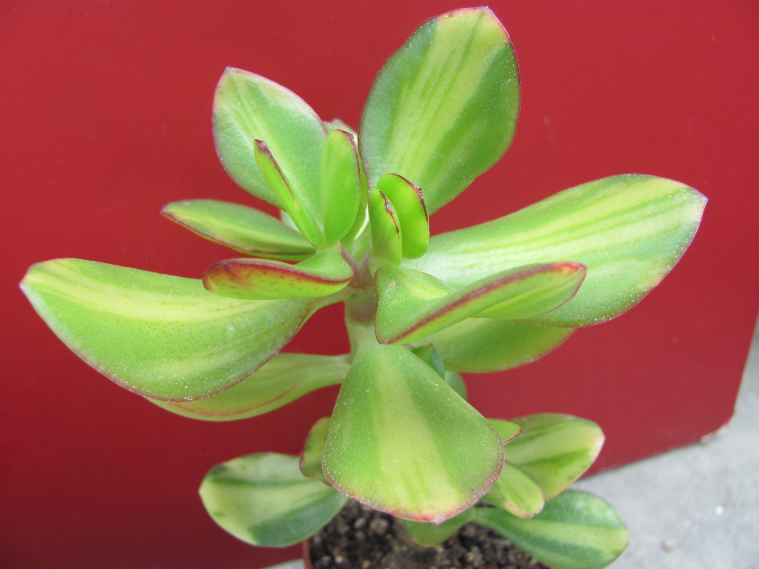 Crassula Solana