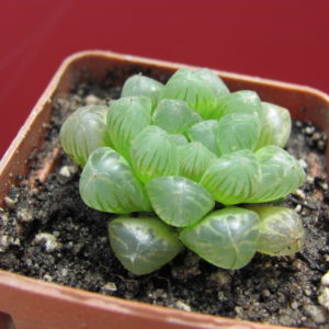 Haworthia   cooperi