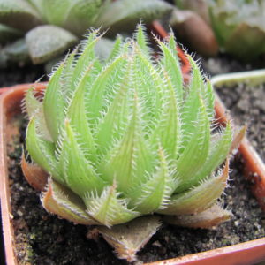 Haworthia   translucens  *Kroom River*