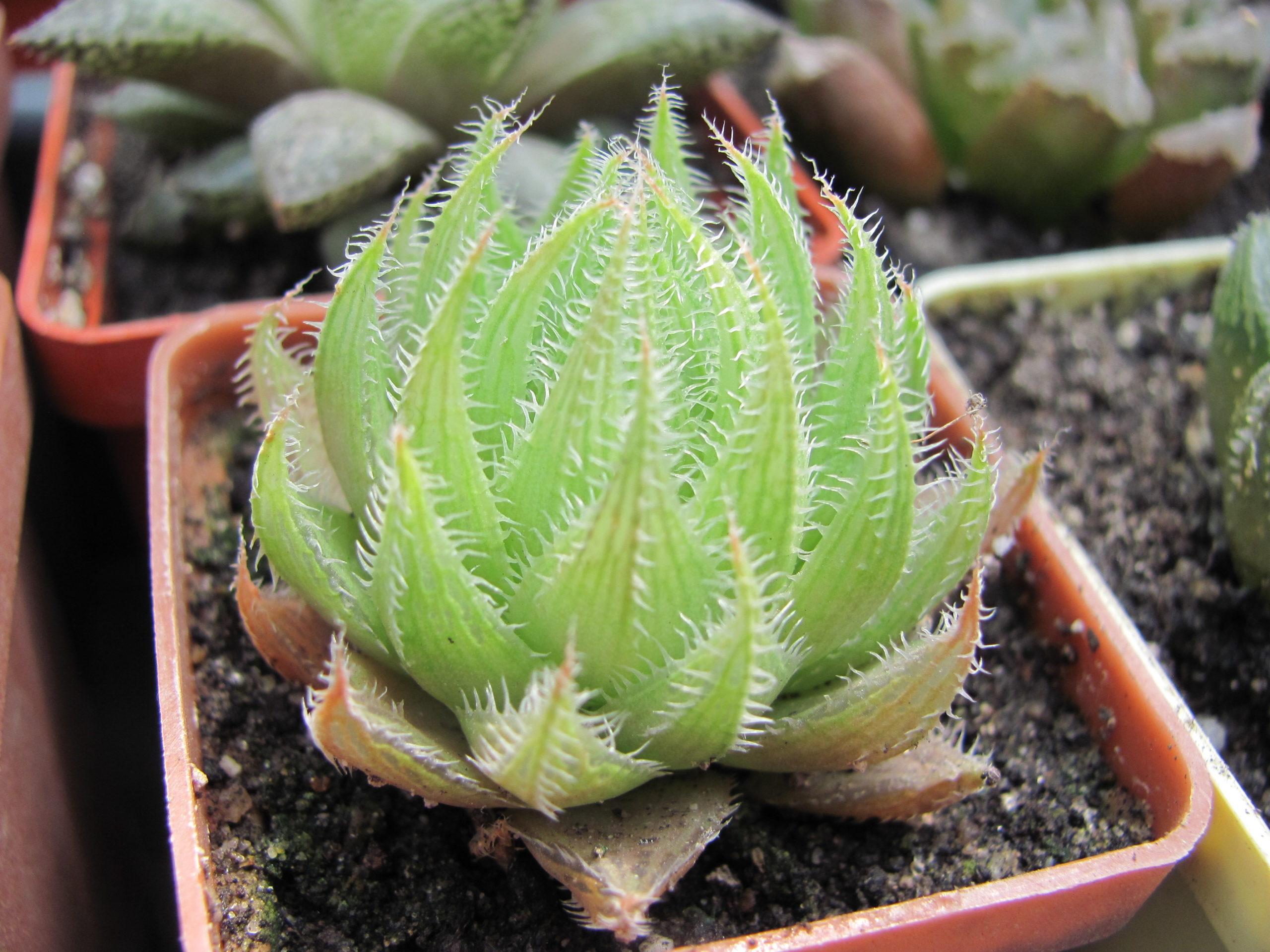 Haworthia   translucens  *Kroom River*