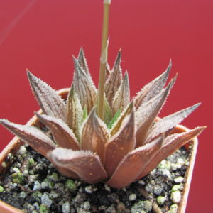 Haworthia   *Sugar  Candy*