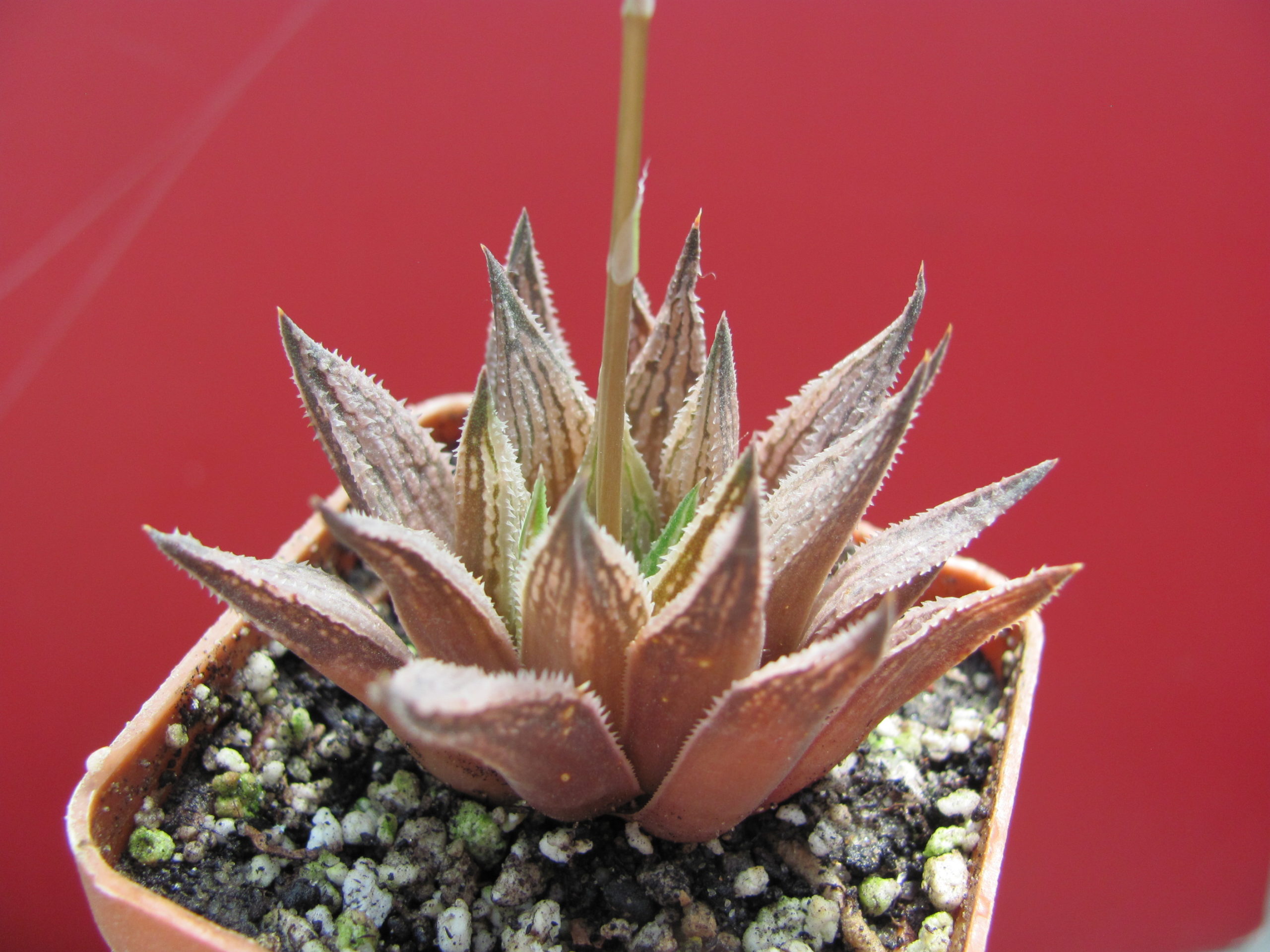 Haworthia   *Sugar  Candy*