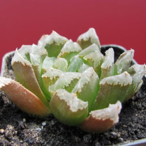 Haworthia    maughanii   hybr.