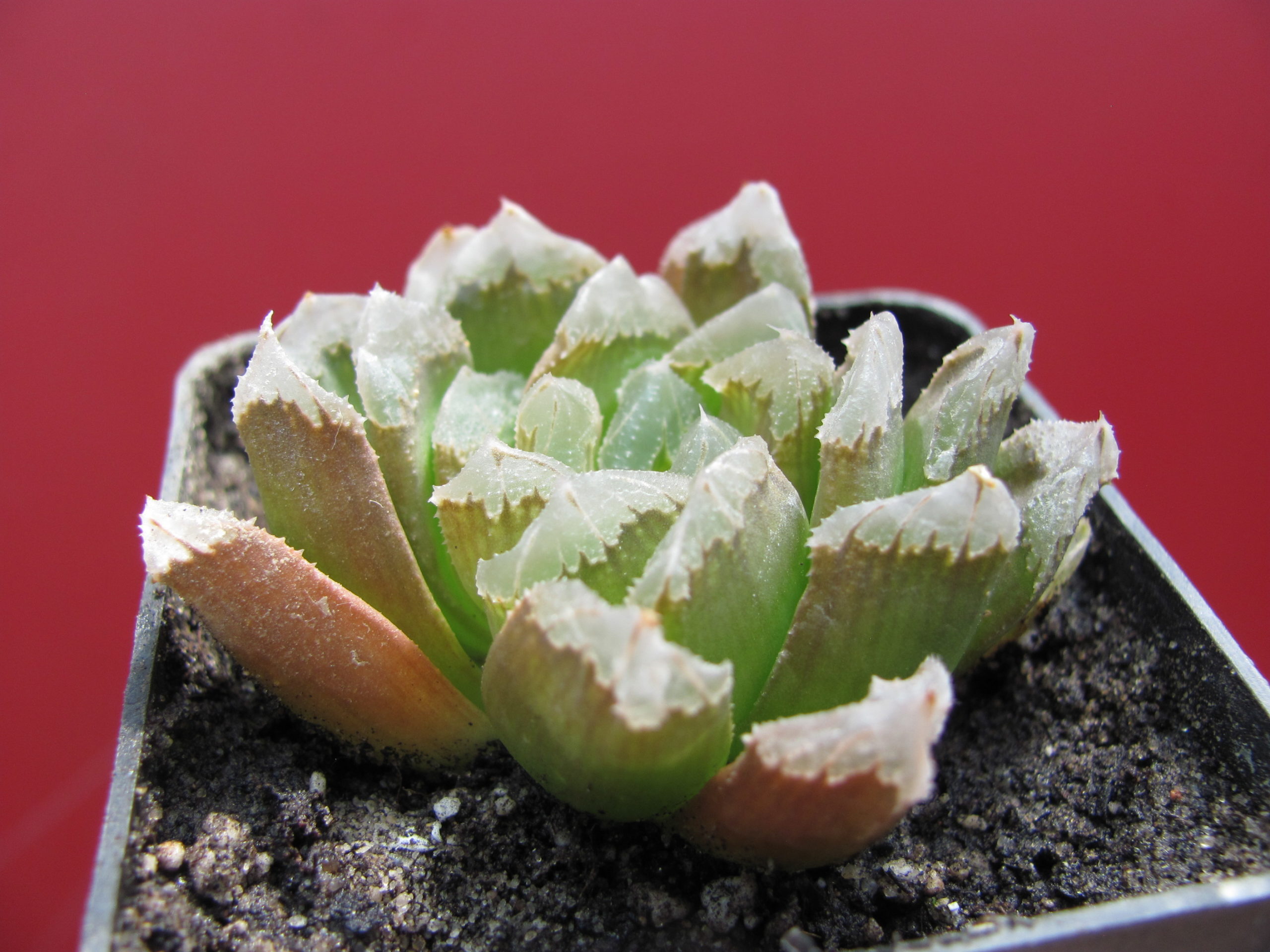 Haworthia    maughanii   hybr.
