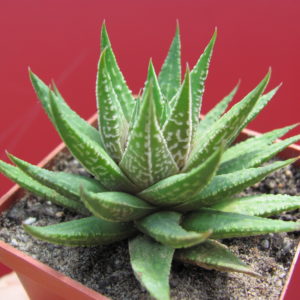Haworthia    limifolia    hybr.    Japan