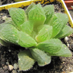 Haworthia     *El  Pollito*