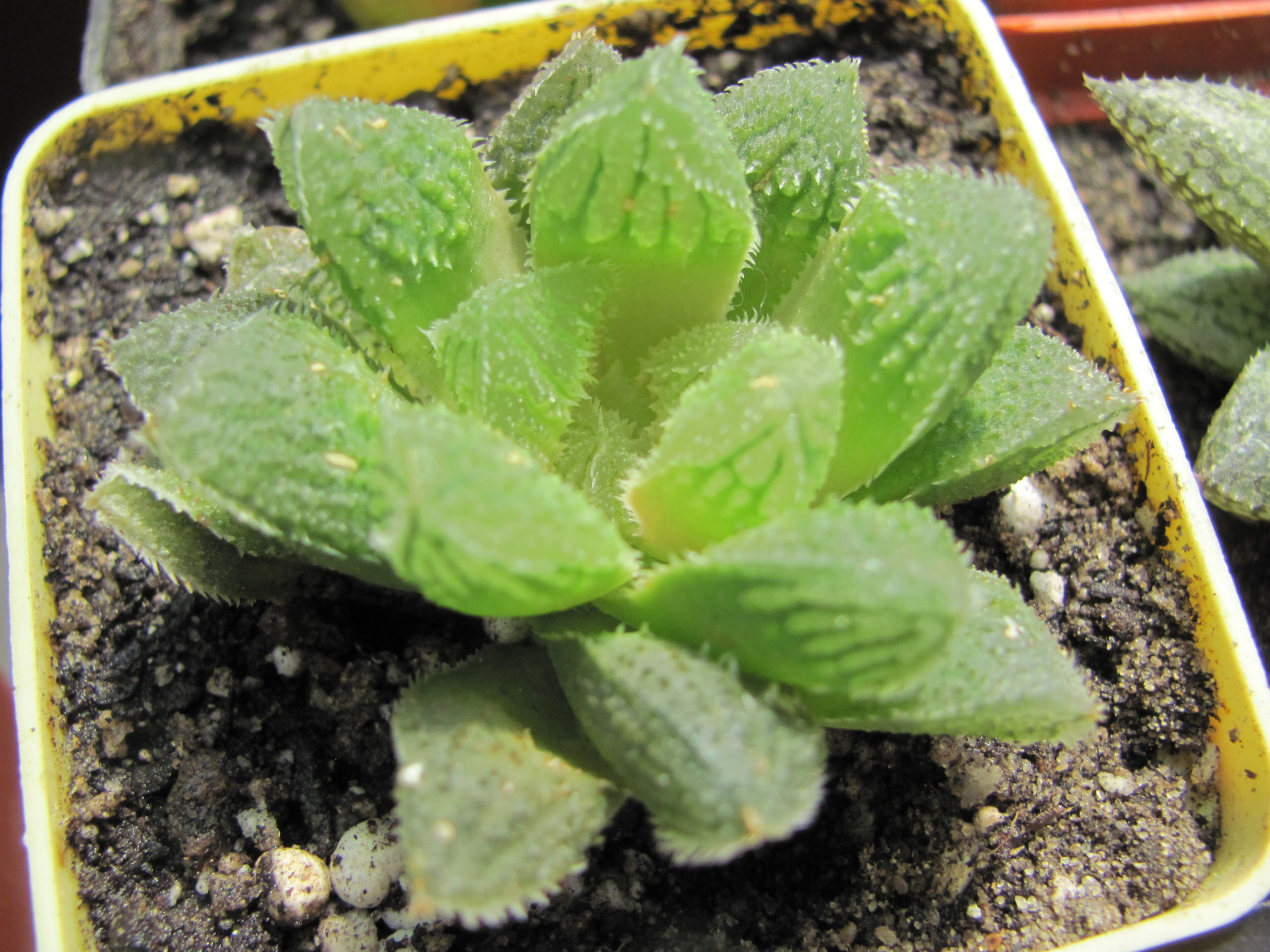 Haworthia     *El  Pollito*