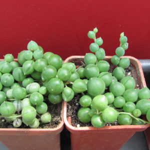 Senecio  rowleyanus     2 разом
