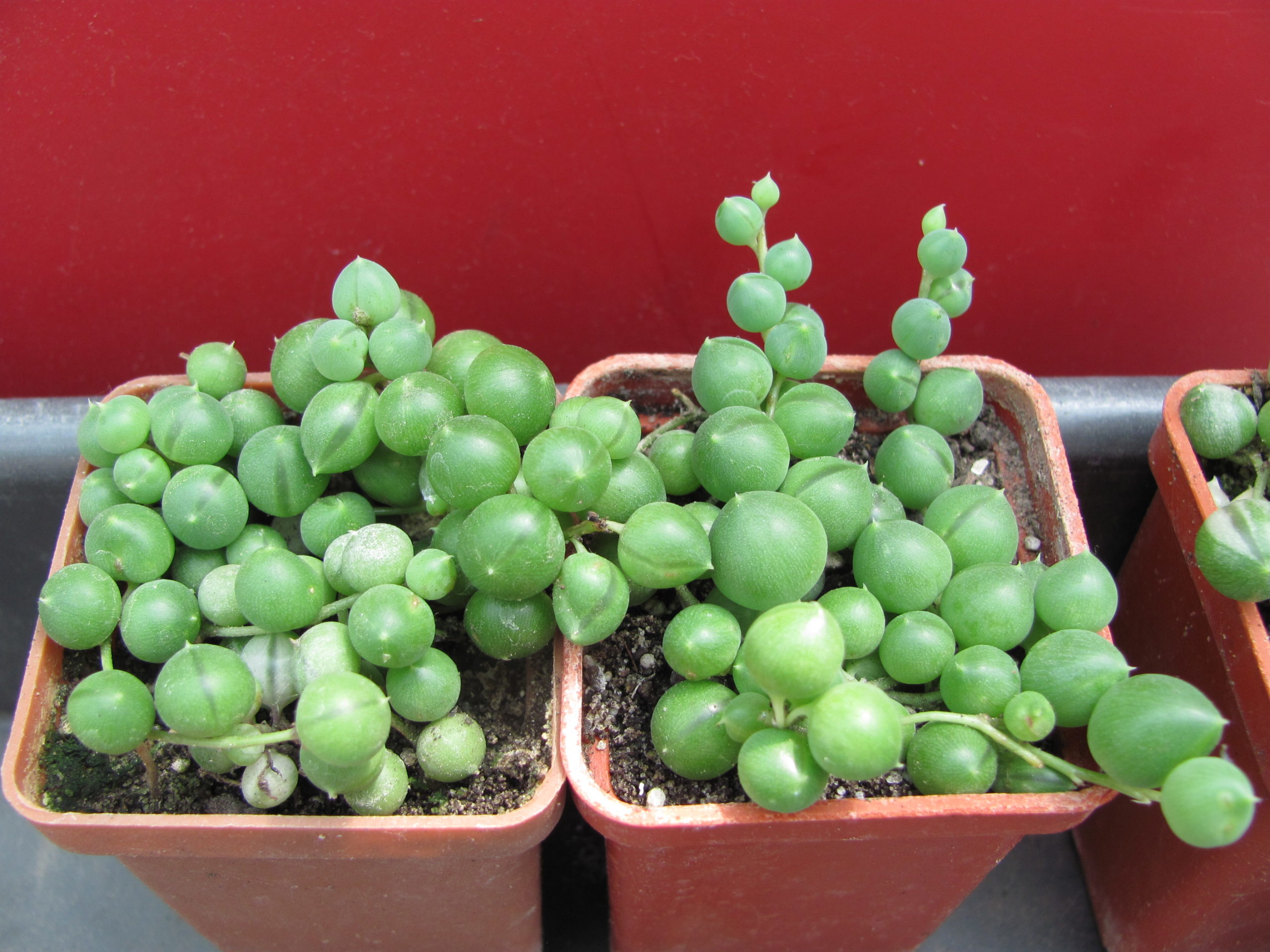 Senecio  rowleyanus     2 разом