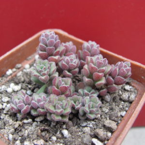 Sedum   versadense