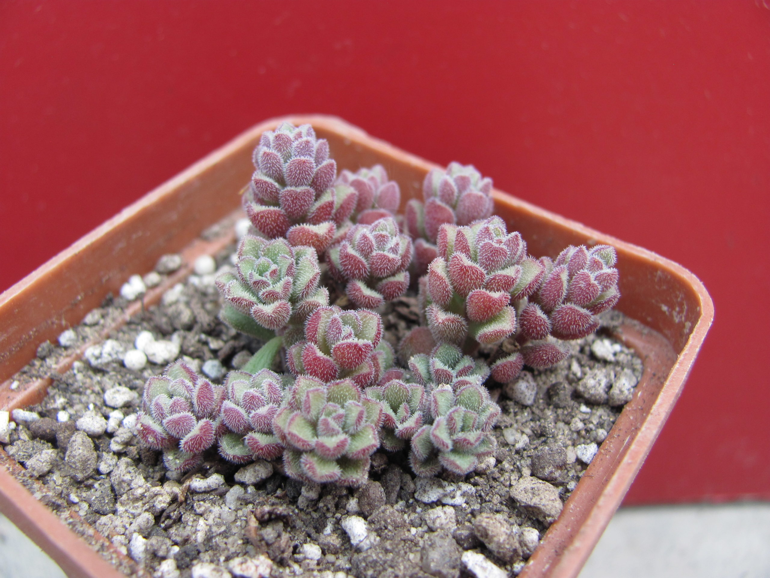 Sedum   versadense