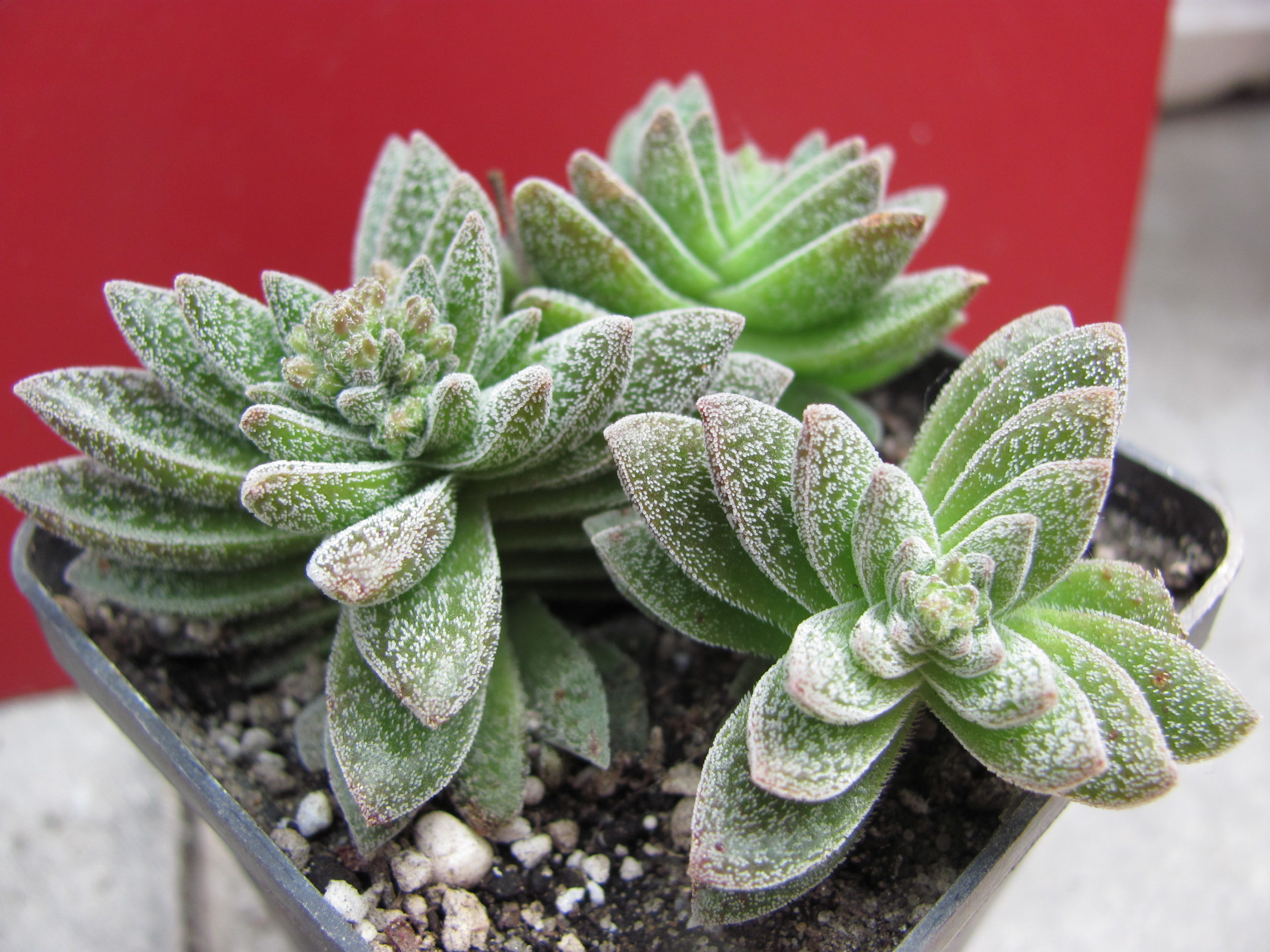 Crassula Frosty