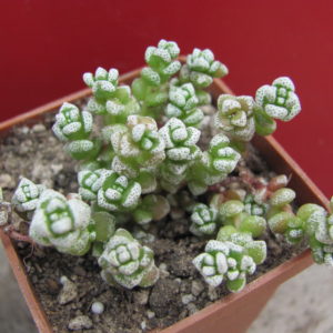 Crassula  coralina