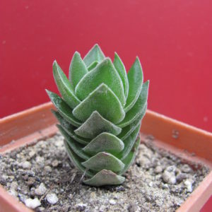 Crassula  Buddhas  Temple