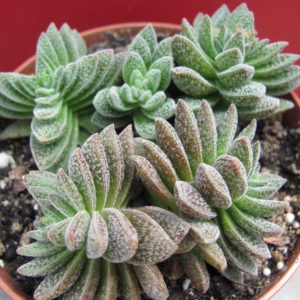 Crassula   Frosty