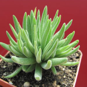 Crassula  hirta   *Mossel Bay*
