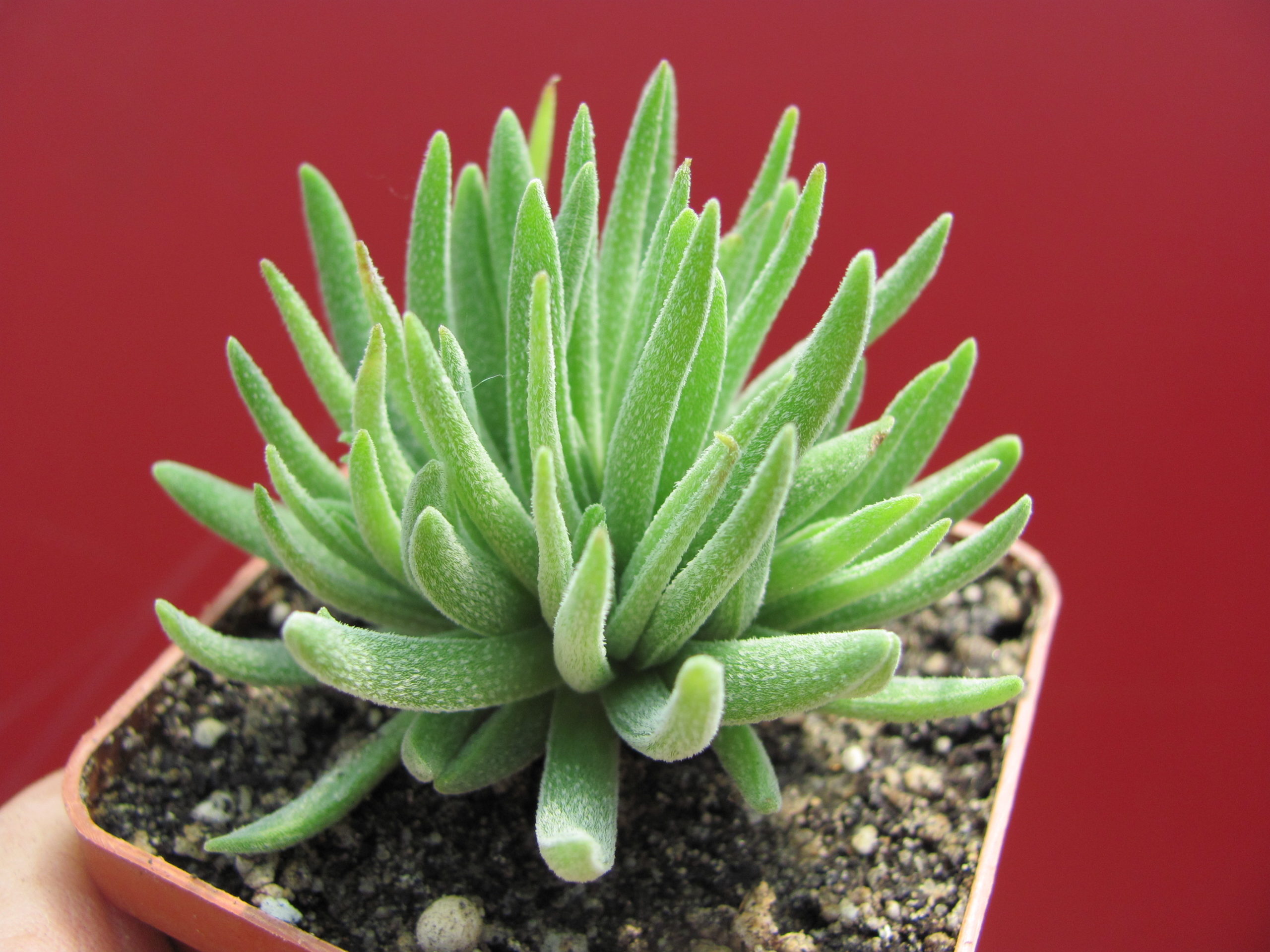 Crassula  hirta   *Mossel Bay*