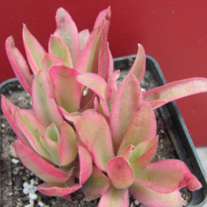 Crassula  Campfire  variegata