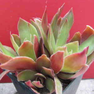 Crassula  rossularis