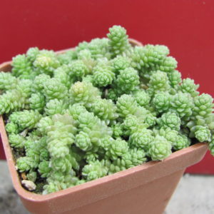 Sedum  compactum