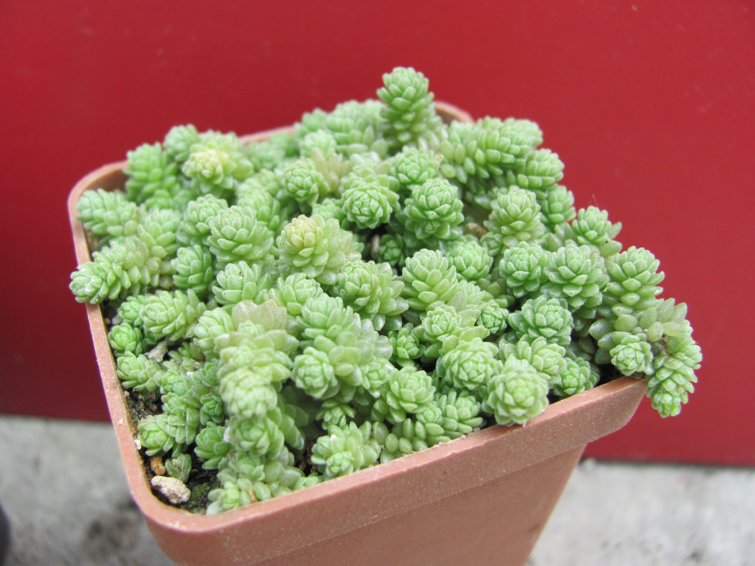 Sedum  compactum