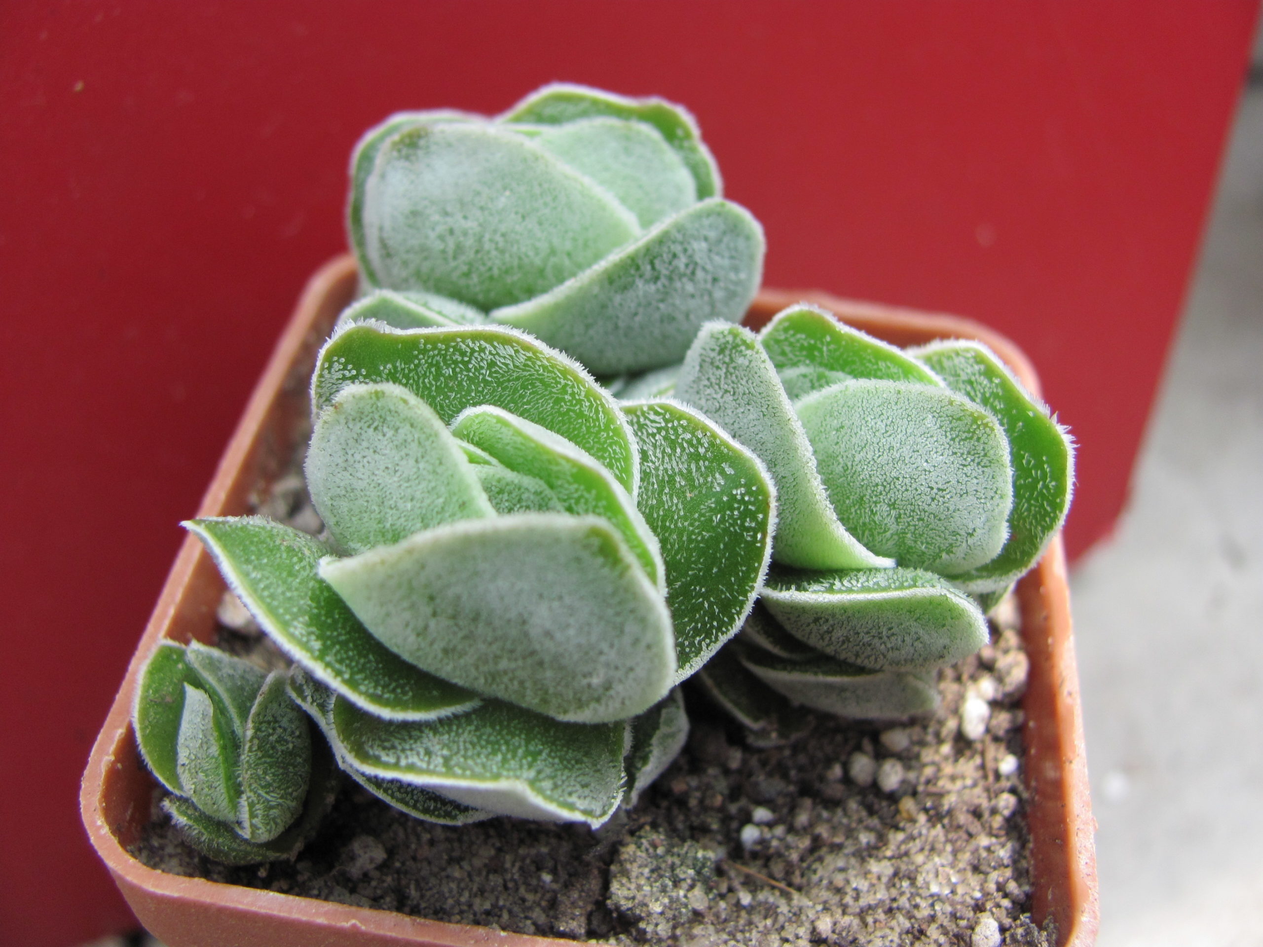 Crassula Ivory Pagoda