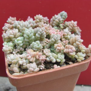 Sedum  dasyphyllum
