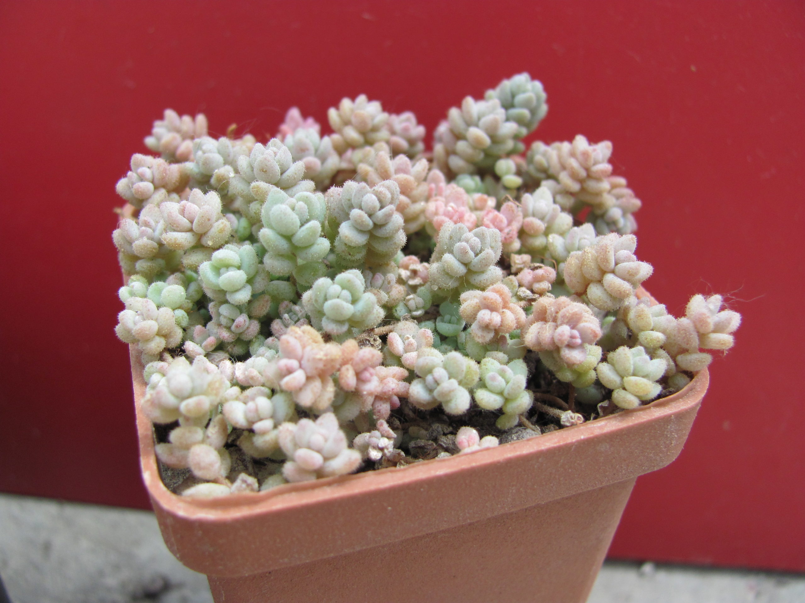 Sedum  dasyphyllum