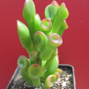 Crassula  Gollum