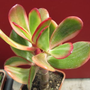 Crassula Hummels Sunset variegata
